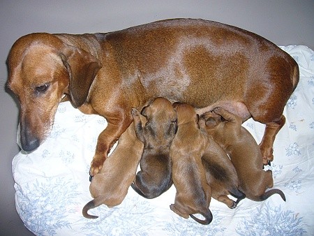 Štěňata 2023 - vrh O